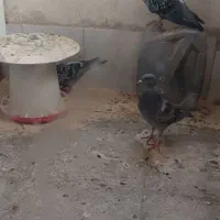 پلاکی|پرنده|محمدشهر, هزار واحدی|دیوار