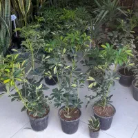 شفلرا دوشاخ سایز درشت