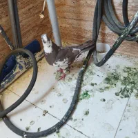 کبوتر شهرستانی