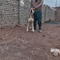 قیمت ۲۵میلیون