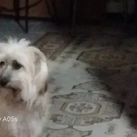 حیوانات خانگی