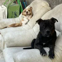 توله پیتبول|سگ|تهران, مجیدآباد|دیوار