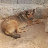 واگذاری سگ سرابی ماده