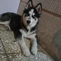 سک هاسکی اصل|سگ|شیراز, شهرک گلستان|دیوار