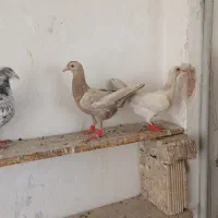 سرور پلاکی