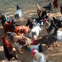 خروس محلی برای قربانی و نسل گیری