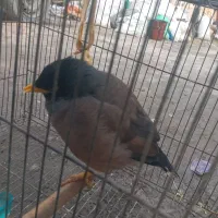 مینا سالم سرحال کاملا آرام|پرنده|سیمین شهر, |دیوار