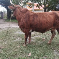 گاو چالوسی حامله فقیر3ماه حامله|حیوانات مزرعه|سنگر, |دیوار