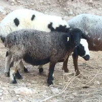 میش کرمانی معاوضه