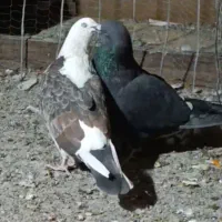 کفتر باخت جوجه داره