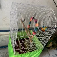 طوطی برزیلی|پرنده|قدس, شهر‌قدس|دیوار