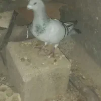 عروسک|پرنده|دهدشت, |دیوار