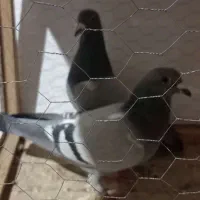 کبوتر پلاکی