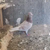 کفتر المانی نر مسافتی|پرنده|مشهد, شهرک رازی (شهرک غرب)|دیوار