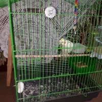 عروس هلندی نر ،، بازی گوش