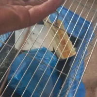 قفس مرغ عشق وفنچ
