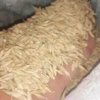 جو درجه یک|حیوانات مزرعه|مرودشت, کناره|دیوار