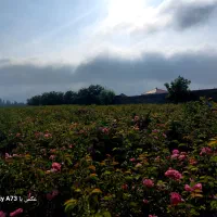 نهال گل محمدی|گل و گیاه طبیعی|مشهد, فرخد|دیوار