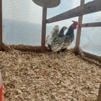 فروش|حیوانات مزرعه|نوشهر, |دیوار