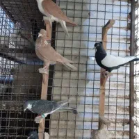 کفتر رنگه،سینه ساده نواری،آلمانی کارل