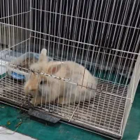 خرگوش|موش و خرگوش|مشهد, میعاد (شهرک غرب)|دیوار