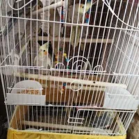 عروس هلندی و فنچ و کوتوله