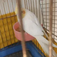 عروس هلندی جفت همراه تخم|پرنده|قدس, شهر‌قدس|دیوار