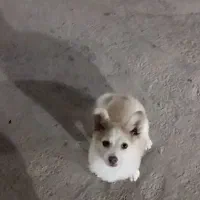 واگذاری سگ پاکوتاه