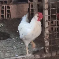 خروس گلین فول ریش