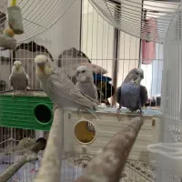 مرغ عشق|پرنده|تهران, امام زاده عبدالله|دیوار