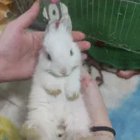 خرگوش لوپ سفید