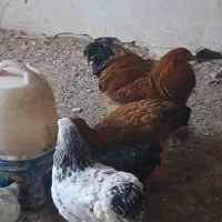 مرغ وخروس برهما