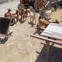 بز‌نژاد‌دار‌شکار