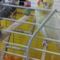 یک جفت عروس هلندی( نر و ماده )|پرنده|رشت, دیانتی|دیوار