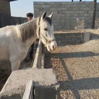 اسب عرب کرد