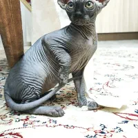 گربه اسفینکس بلو