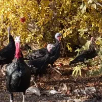 حیوانات|حیوانات مزرعه|سبزوار, امیریه|دیوار