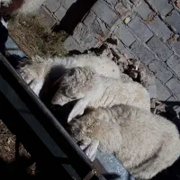 سه عددبره چاق