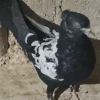 سه عدد سینه ای