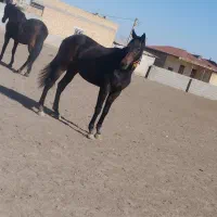 کره مادیان|اسب و تجهیزات اسبسواری|گنبد کاووس, |دیوار