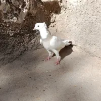 کفتر طوقی ماده