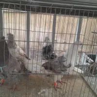 کفتر|پرنده|کرج, حیدرآباد|دیوار