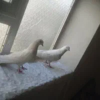 کبوتر