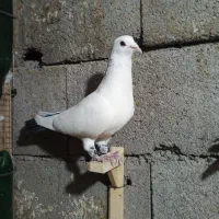 جفت دم سیاه گوگ|پرنده|بم, |دیوار