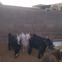 فروش ،کهره ،میش داشتی ،قوچ ،بز وغیره|حیوانات مزرعه|شهرضا, |دیوار