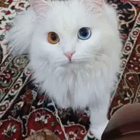 گربه|گربه|خوی, |دیوار