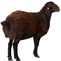 فروش گوسفند ماده چاق و چله|حیوانات مزرعه|چالدران, |دیوار