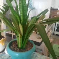 فروش گل طبیعی|گل و گیاه طبیعی|شاهین‌شهر, طالقانی|دیوار