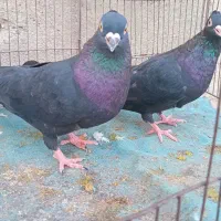 کبوتر زاغ کلاهی و گرگی کلاهی