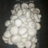 قارچ تازه|خوردنی و آشامیدنی|سرپل ذهاب, |دیوار